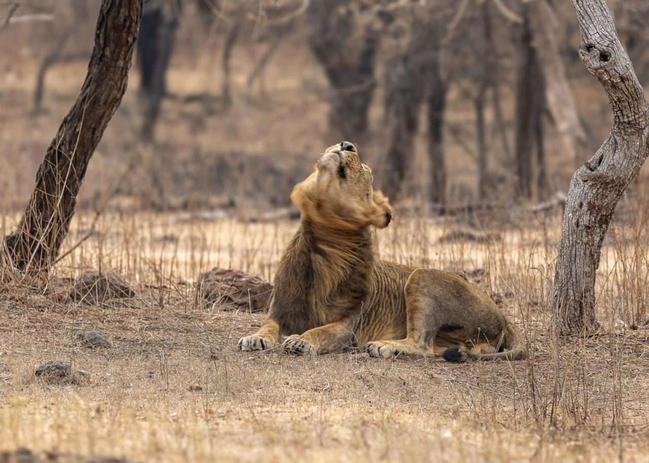 Gir Birding Lodge Sasan Gir Luaran gambar