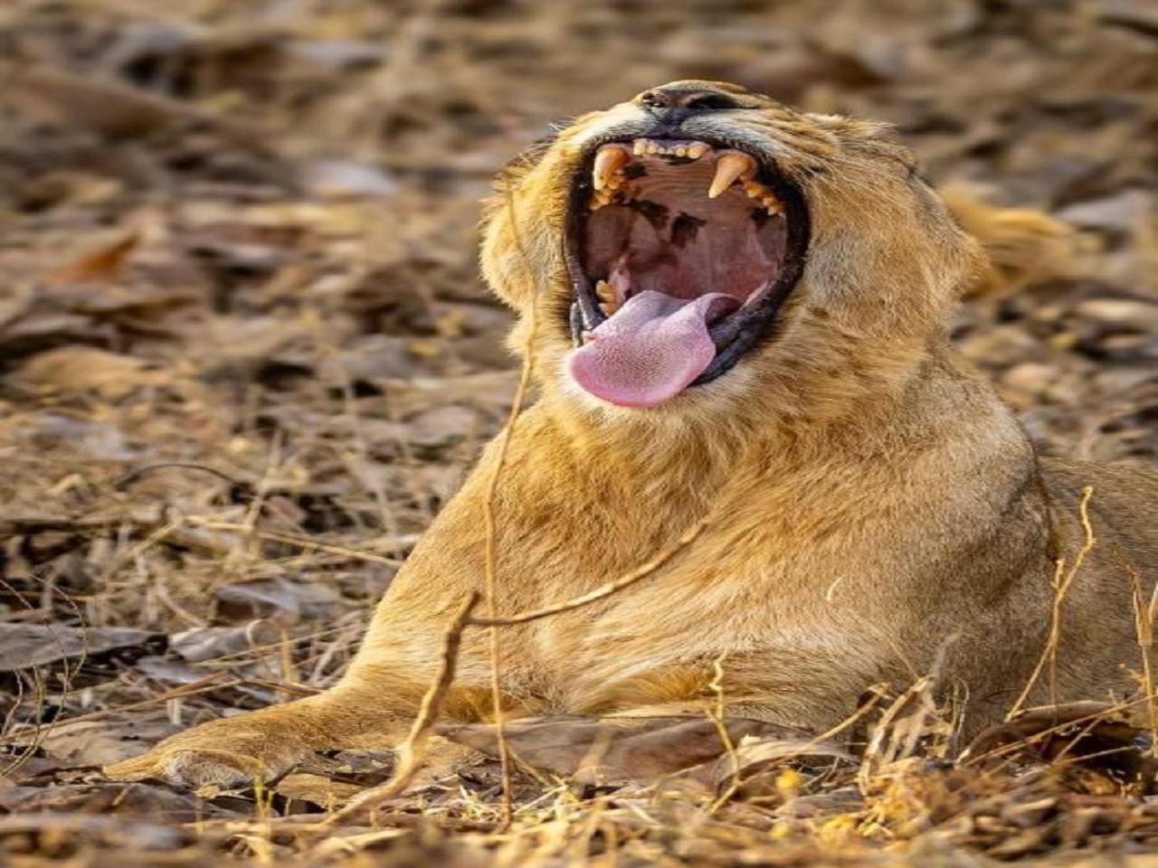Gir Birding Lodge Sasan Gir Luaran gambar