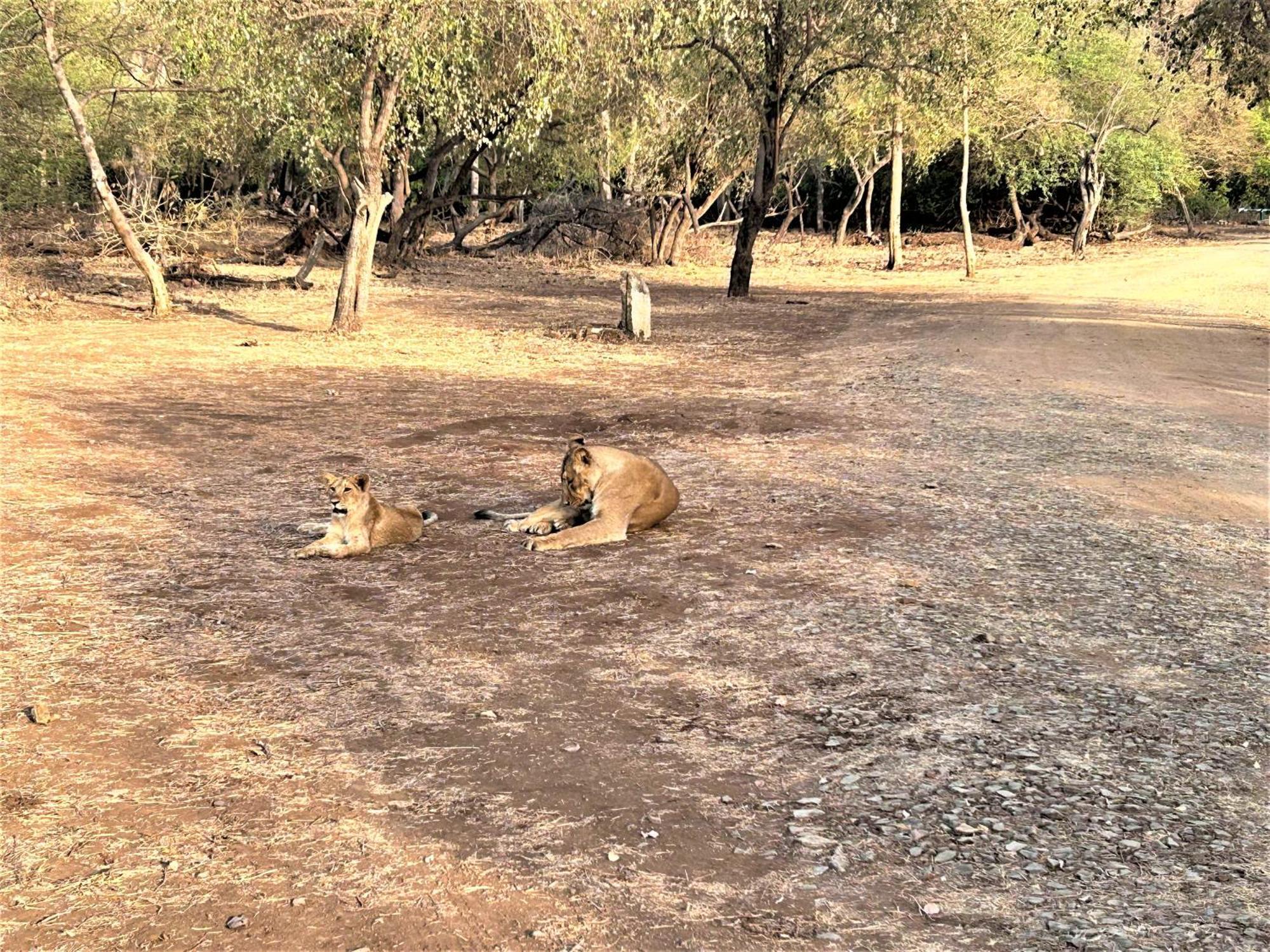 Gir Birding Lodge Sasan Gir Luaran gambar